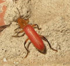 Aphelochroa sanguinalis