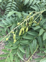 Sophora flavescens