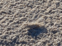 Sphingonotus lusitanicus