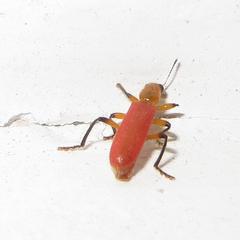 Aphelochroa sanguinalis