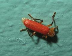 Aphelochroa sanguinalis