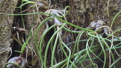 Tillandsia butzii