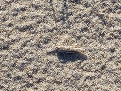 Sphingonotus lusitanicus