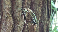 Tillandsia butzii