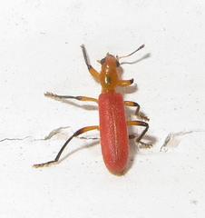 Aphelochroa sanguinalis