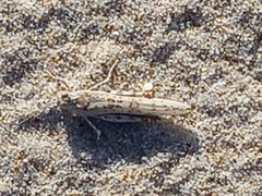 Sphingonotus lusitanicus