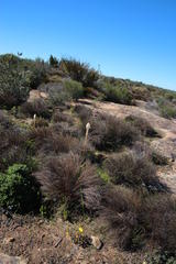 Bulbinella cauda-felis