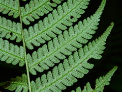 Cyathea andina