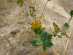 Geraea viscida