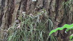 Tillandsia butzii