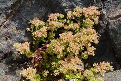 Polycarpon tetraphyllum diphyllum
