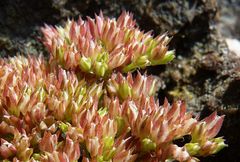 Polycarpon tetraphyllum diphyllum