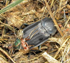 Thanatophilus micans