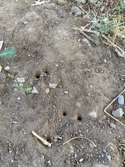 Vermileo