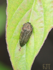Acmaeodera cuprina