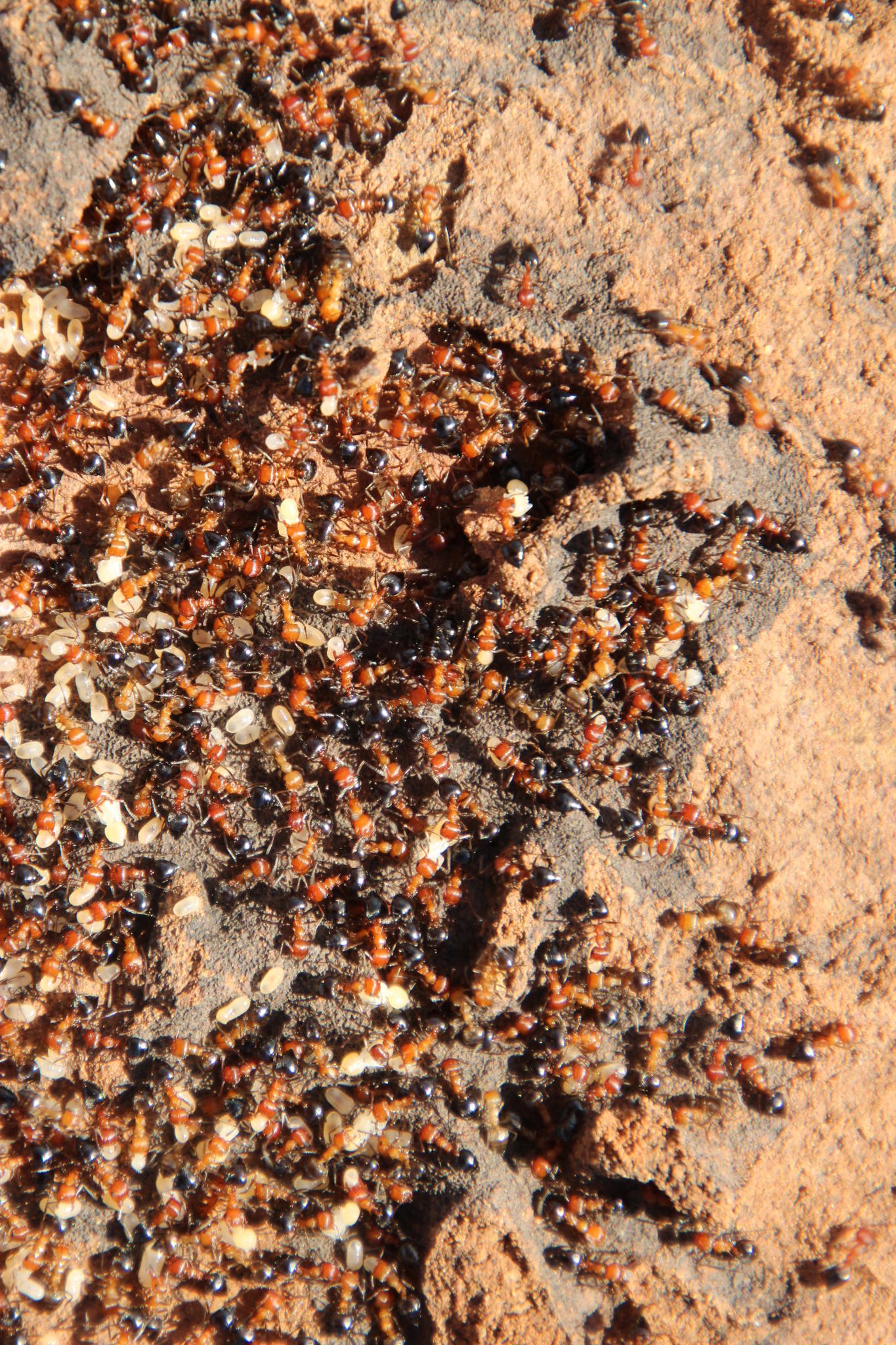 Crematogaster schultzei