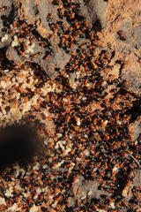 Crematogaster schultzei