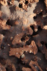 Crematogaster schultzei