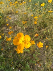 Kallstroemia peninsularis