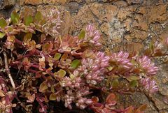 Polycarpon tetraphyllum diphyllum