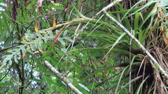 Tillandsia standleyi