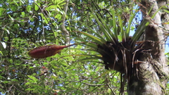 Tillandsia lampropoda
