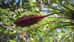 Tillandsia lampropoda