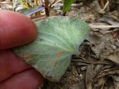 Pelargonium asarifolium