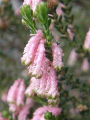Erica brevifolia
