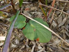 Pelargonium asarifolium