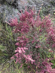 Erica puberuliflora