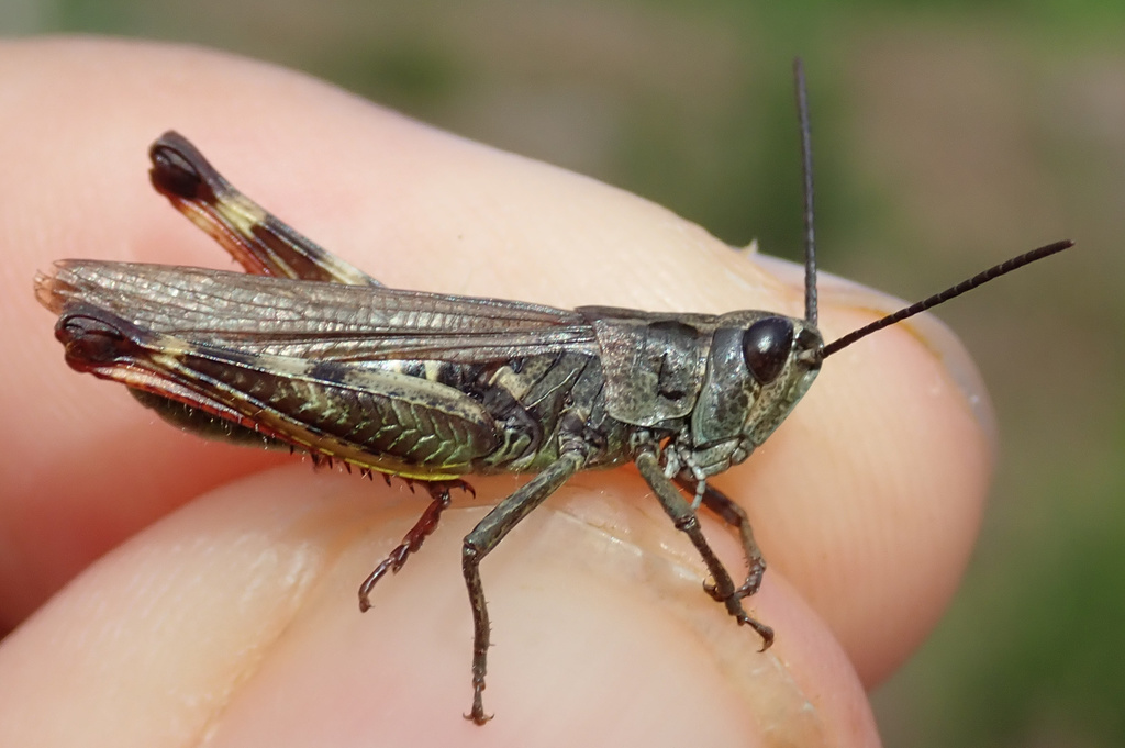 Chorthippus armoricanus