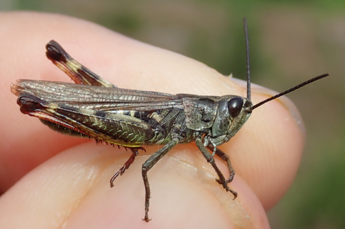 Chorthippus armoricanus