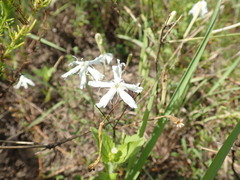 Silene fissipetala