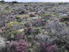 Erica puberuliflora