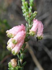Erica brevifolia