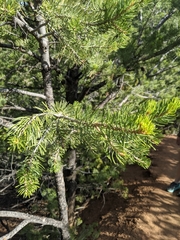 Pinus edulis