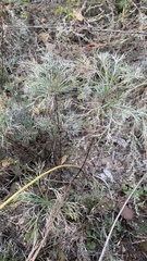 Artemisia abrotanum