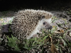 Atelerix albiventris