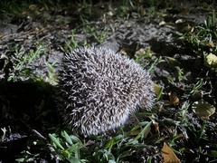 Atelerix albiventris