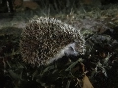 Atelerix albiventris