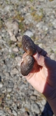 Truncilla truncata