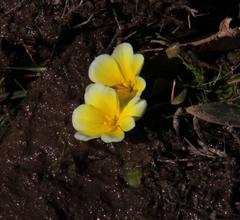 Moraea luteoalba