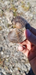 Truncilla truncata