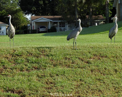 Grus canadensis image