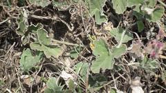 Pelargonium reniforme