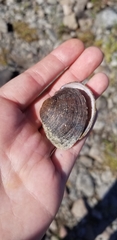 Truncilla truncata