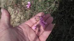 Pelargonium reniforme