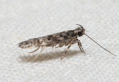Chionodes formosella