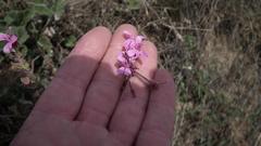 Pelargonium reniforme